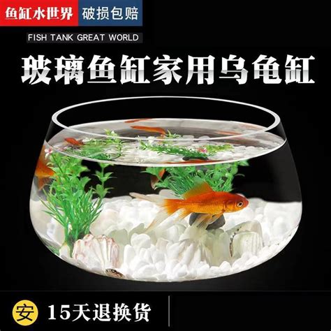 黃金葛魚缸|黃金葛可以放魚缸嗎？水培黃金葛和金魚的完美結合